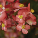 Begonia Fibrosa Hula...
