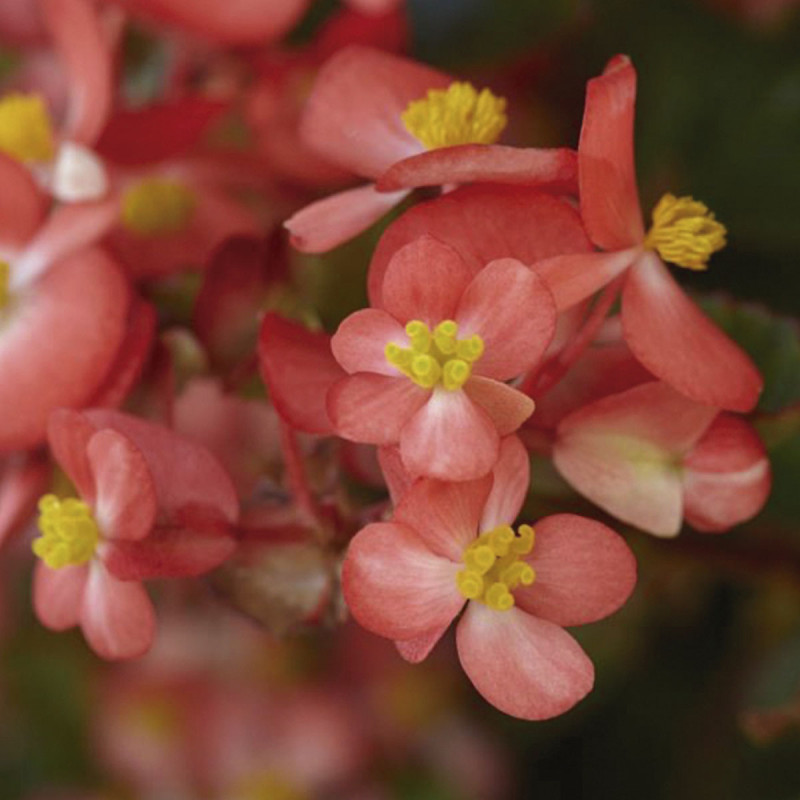 Begonia Fibrosa Hula