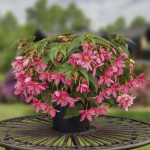 Begonia Funky Pink...