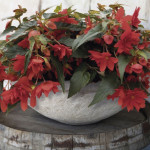 Begonia X Hybrida Fu...