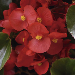 Begonia Fibrosa Mega...