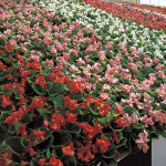 Begonia Fibrosa Monz...