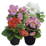 Begonia Semperfloren...