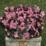 Begonia F. F. Obsc. ...