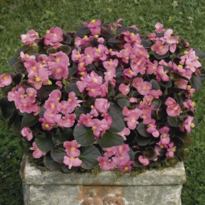 Begonia F. F. Obsc. ...