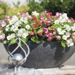 Begonia F.F. Verde S...