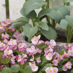 Begonia F.F. Verde S...