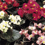 Begonia F. F. Obsc. ...