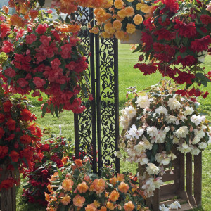 Begonia Tuberosa Ill...