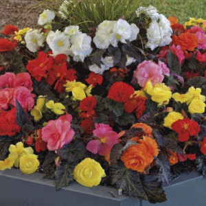 Begonia Tuberosa Non...