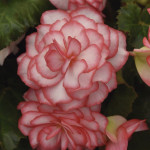 Begonia Tuberosa On ...