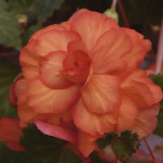 Begonia Tuberosa Sun...