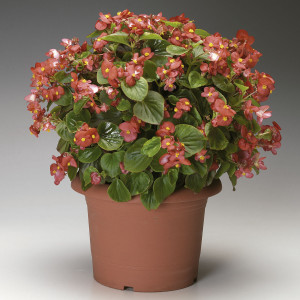 Begonia F.F. Verde V...