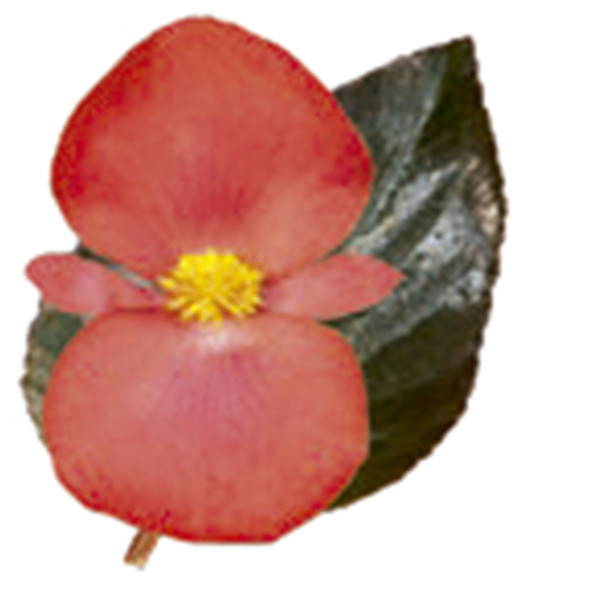 Begonia Whopper