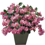 Begonia F.F.Oscuro B...