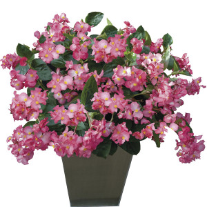 Begonia F.F.Oscuro B...