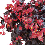 Begonia Viking Xl...