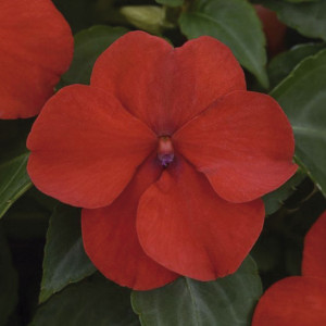 Belen (Impatiens) Be...