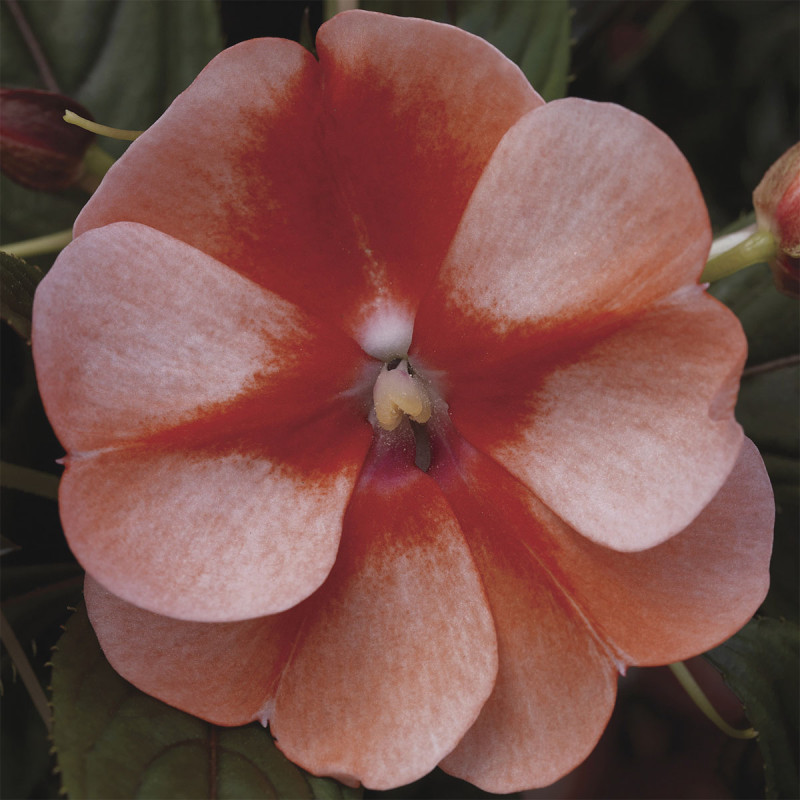 Belen Florific