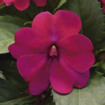 Belen Solarscape ...