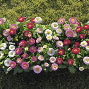 Bellis Perennis Bell...