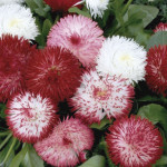 Bellis Habanera...