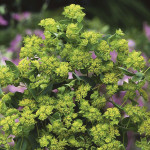 Bupleurum Griffiti...