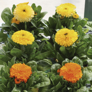 Calendula Costa...