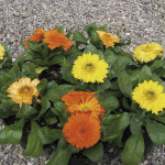 Calendula Bon Bon...