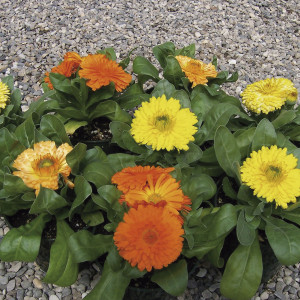 Calendula Bon Bon...