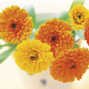 Caléndula Star Star...