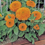 Calendula Zen F1...