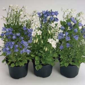 Campanula Cochlearif...