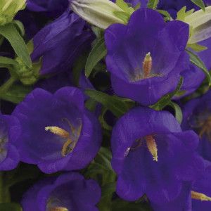 Campanula Campana...