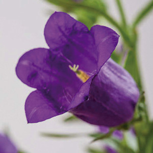 Campanula   Campana...