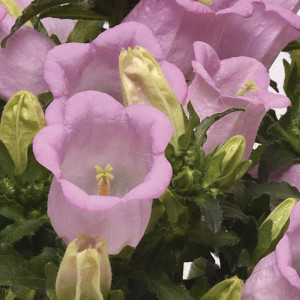 Campanula   Campanel...