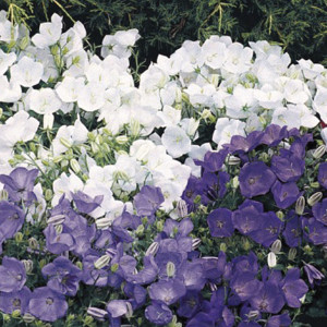 Campanula Carpatica ...