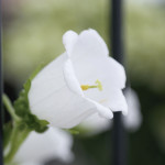 Campanula Champion...