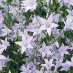 Campanula Heavenly B...