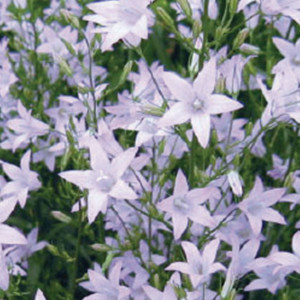 Campanula Heavenly B...