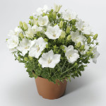 Campanula Carpatica ...