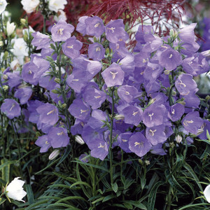 Campanula Takion...