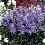 Campanula Takion...