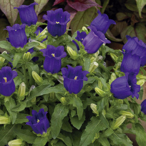 Campanula Appeal...