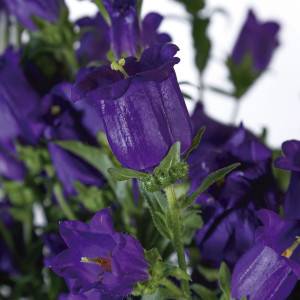 Campanula Champion I...