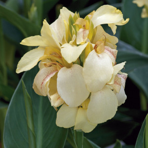 Canna Cannova F1...