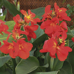 Canna South Pacific ...