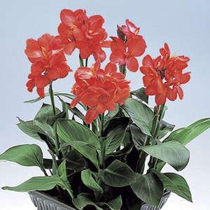 Canna Tropical...