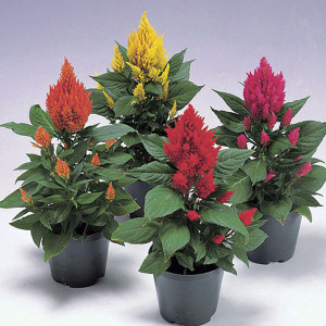 Celosia Plumosa Cent...