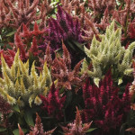 Celosia Spicata Celw...